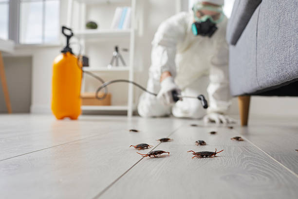 Commercial Rodent Management in Laingsburg